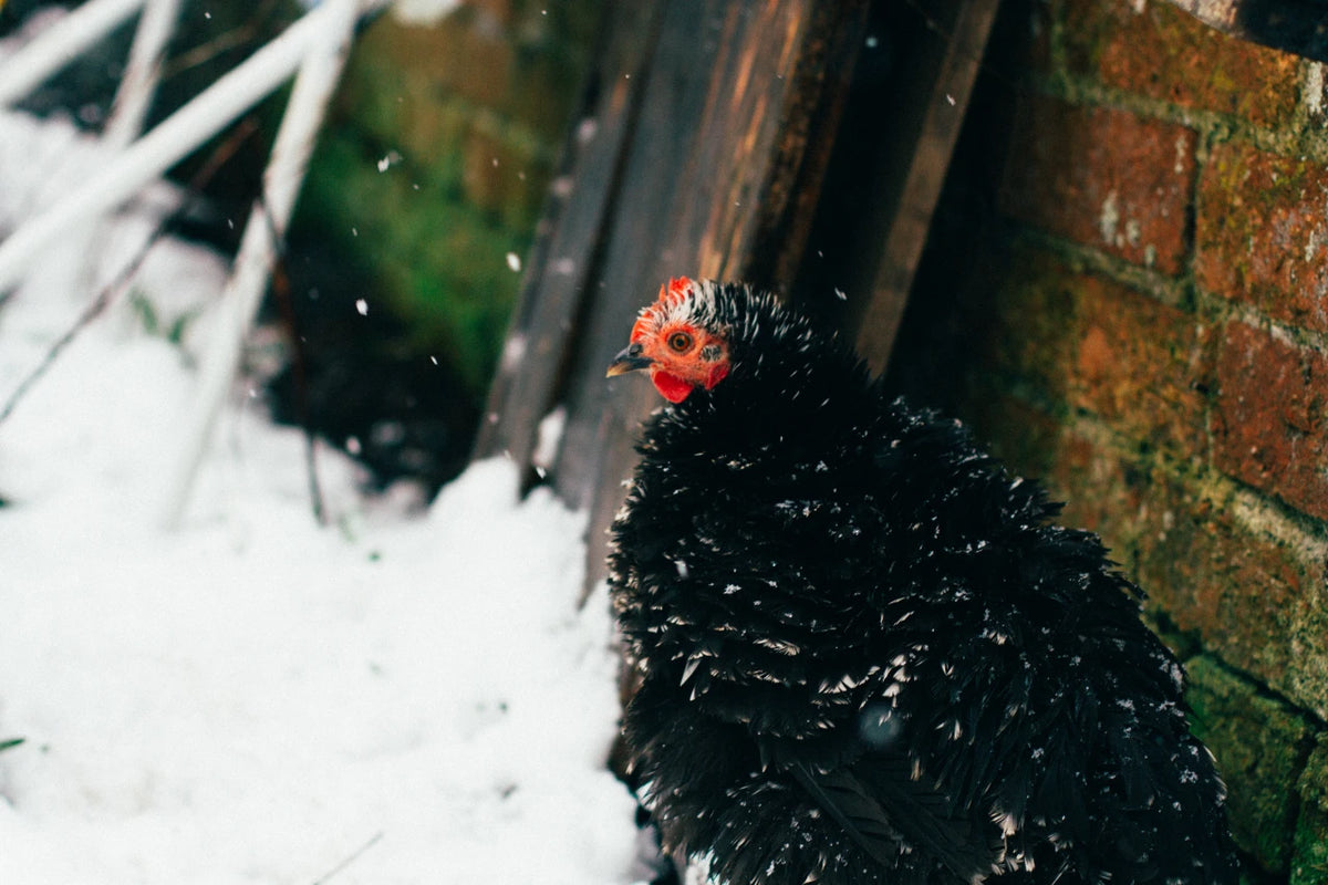 Preparing Your Flock For Winter