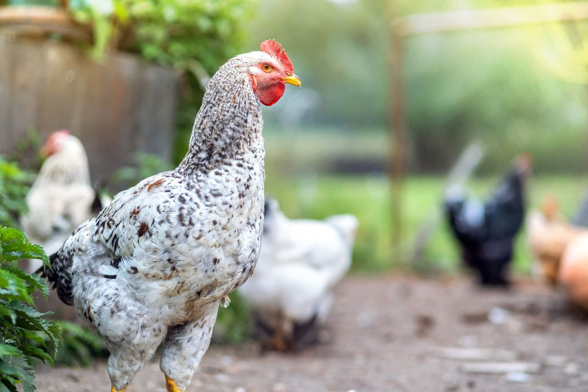 How To Keep Chickens Cool in Summer OverEZ Chicken Coop