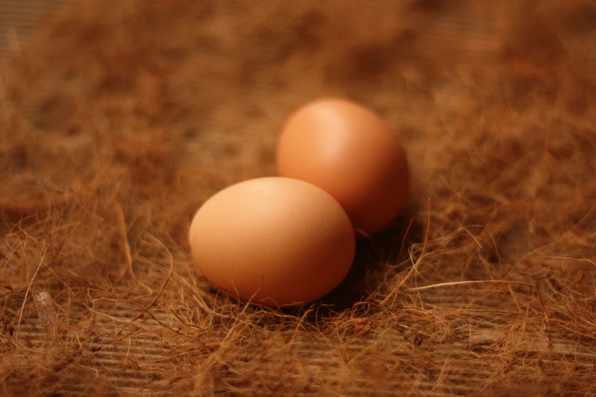 Common Problems With Chicken Eggs Overez Chicken Coop 