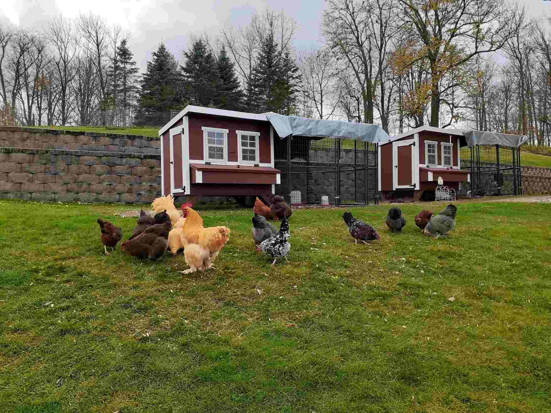 Chickens surrounding 2 Large OverEZ Coops and Runs With Tarps for Walk-In 8 ft. Chicken Runs