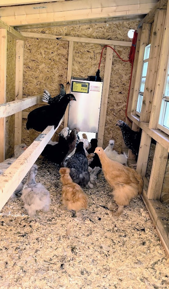 5 Fascinating Facts About Chicken Roosting | OverEZ Chicken Coop