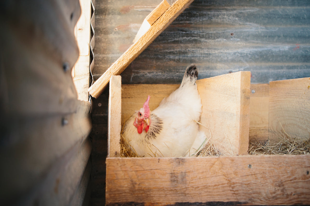 how-to-tell-if-a-hen-is-broody-overez-chicken-coop