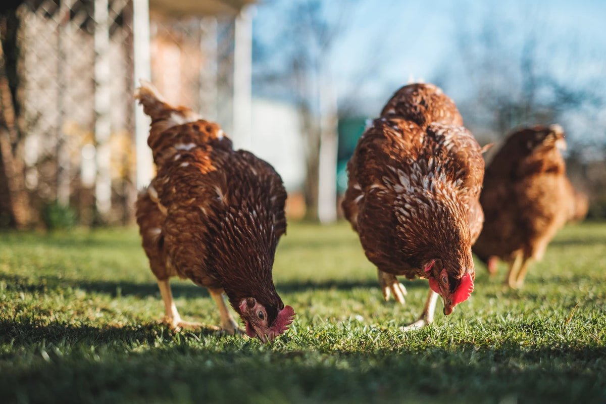 Chicken Getting Expluse What Herbs Are Good for Chickens? | OverEZ Chicken Coop