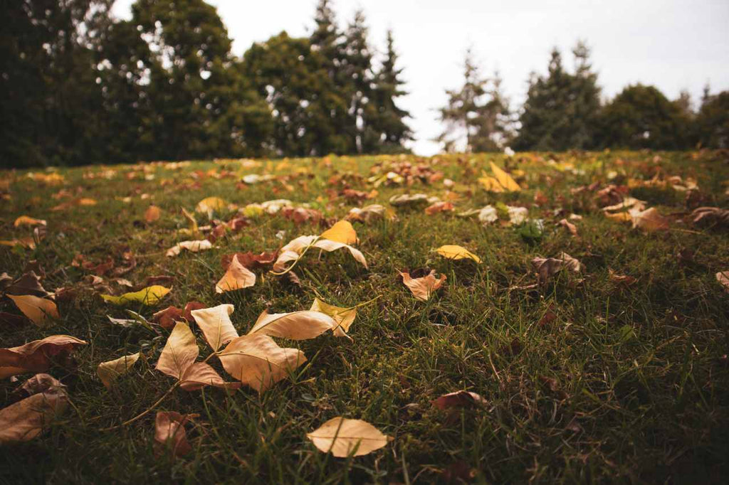 Preparing Your Flock For Fall | OverEZ Chicken Coop