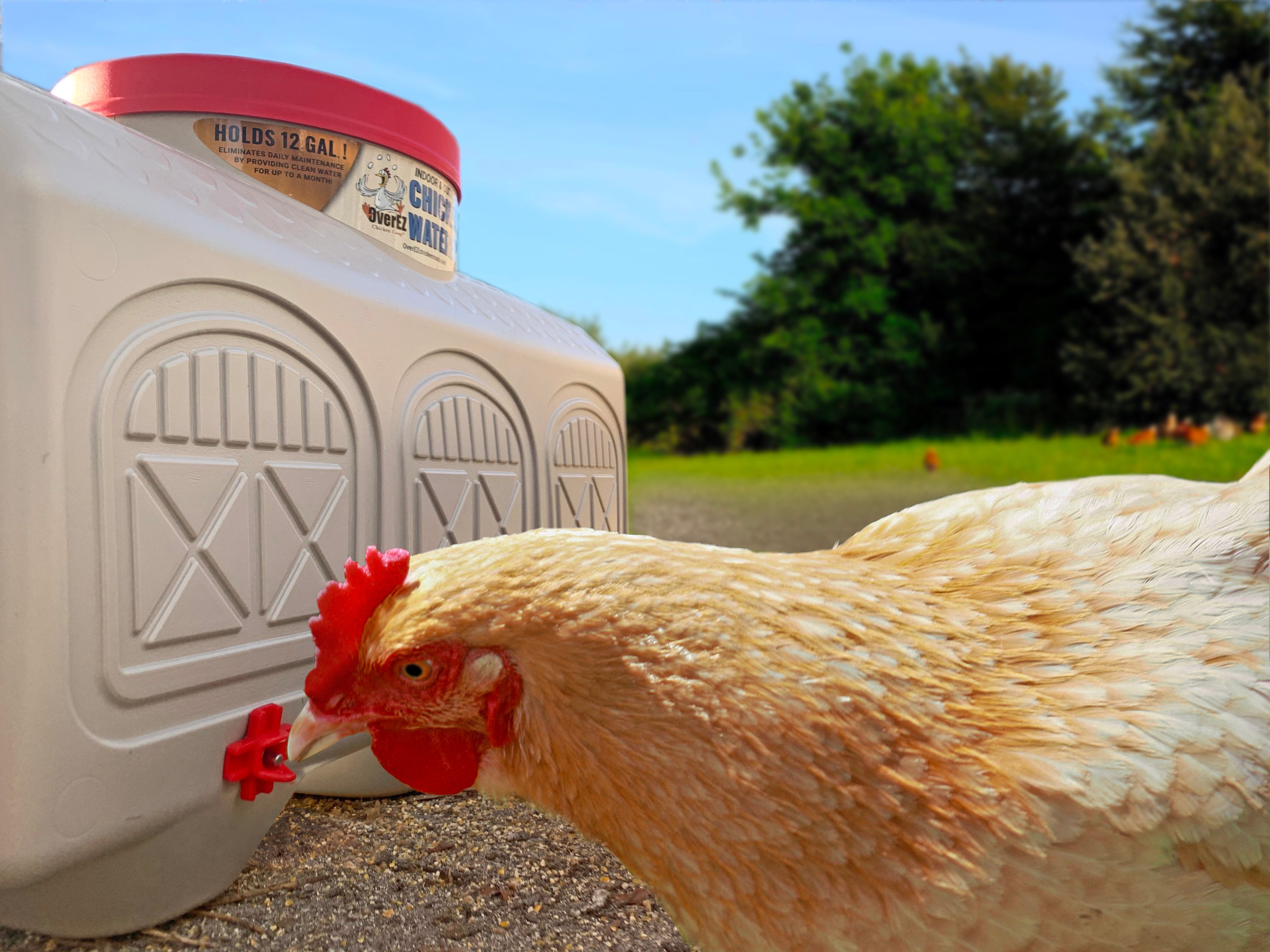 Chicken Drinking out of OverEZ Waterer