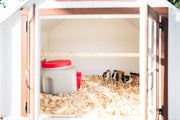 Chicks Inside OverEZ Cottage Chicken Coop
