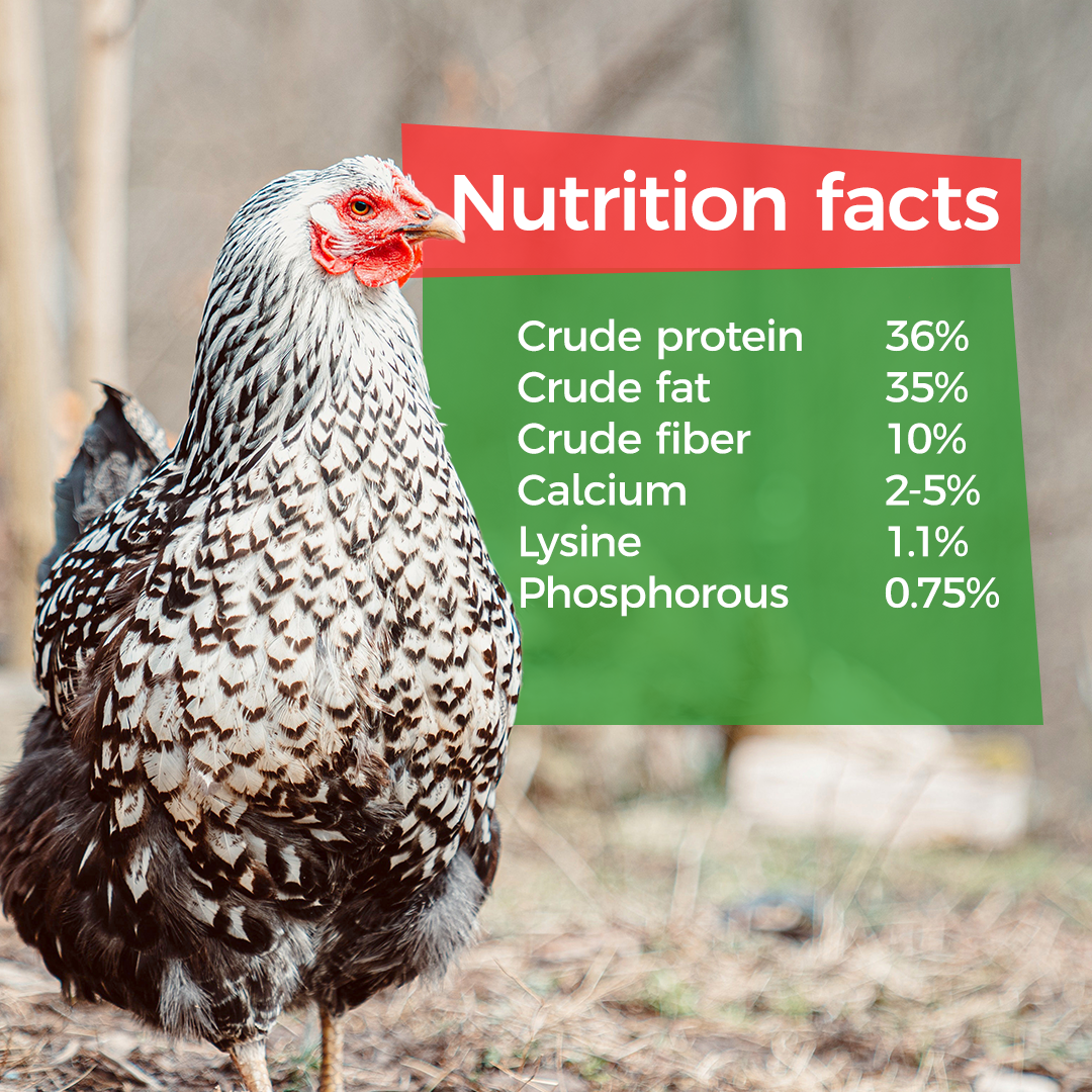 Nutrition Facts for GrubTerra Dried Black Soldier Fly Larvae