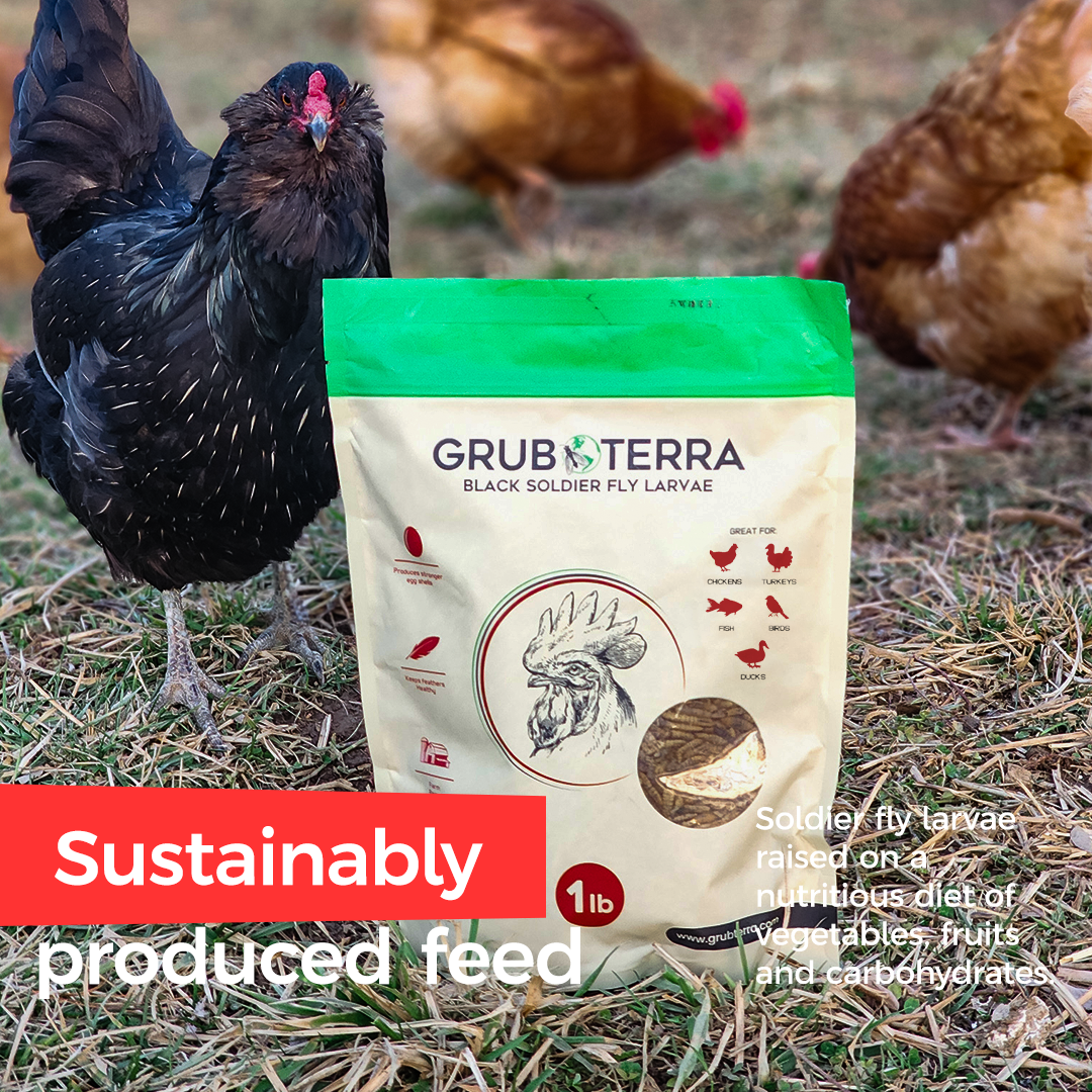 GrubTerra bag of Black Soldier Fly Larvae 