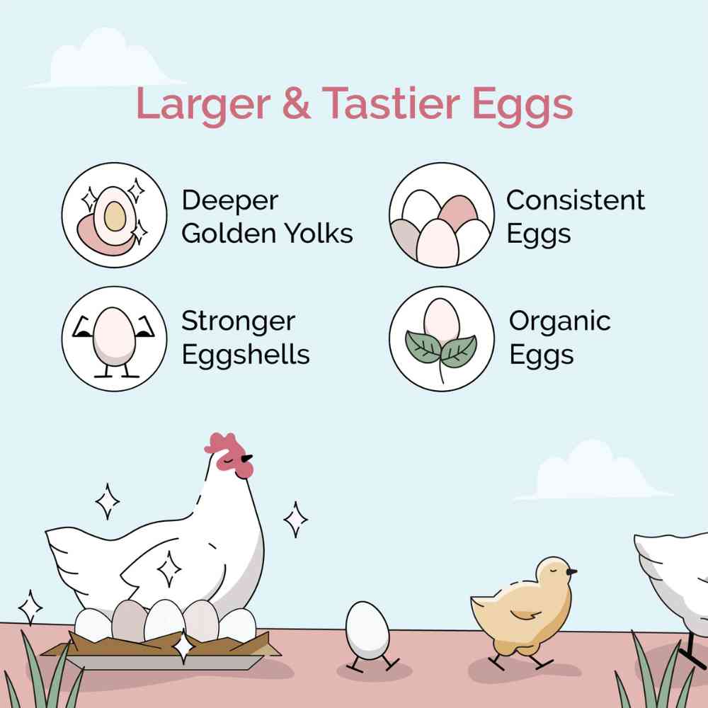 Layer Organic Chicken Feed