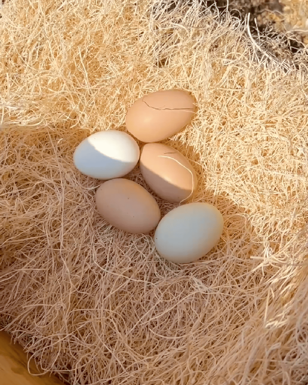 Chicken Nesting Pads