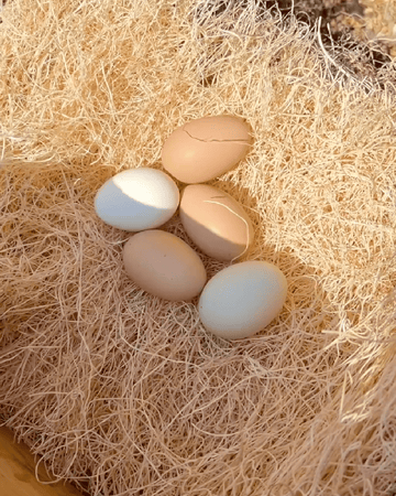 Chicken Nesting Pads | OverEZ Chicken Coop