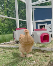 OverEZ Compact Feeder and Waterer