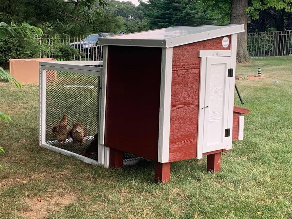 Back view of American Model Coop in-a-box