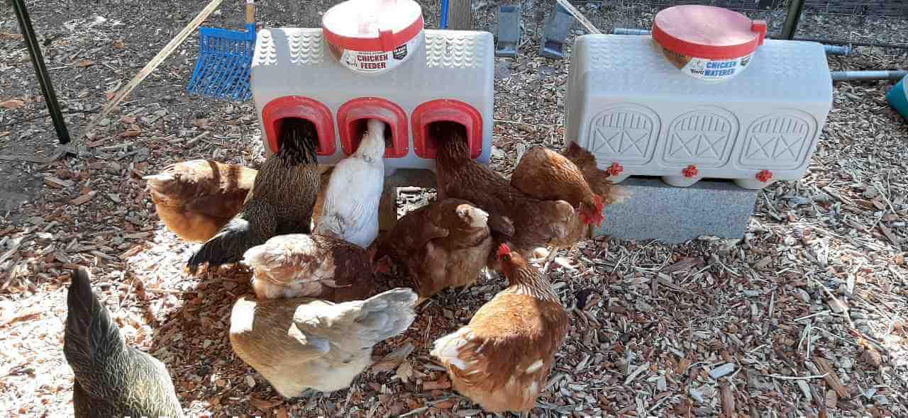 Chickens Eating out of an OverEZ Chicken Feeder