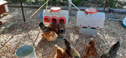 Chickens Next to OverEZ Chicken Waterer and Feeder