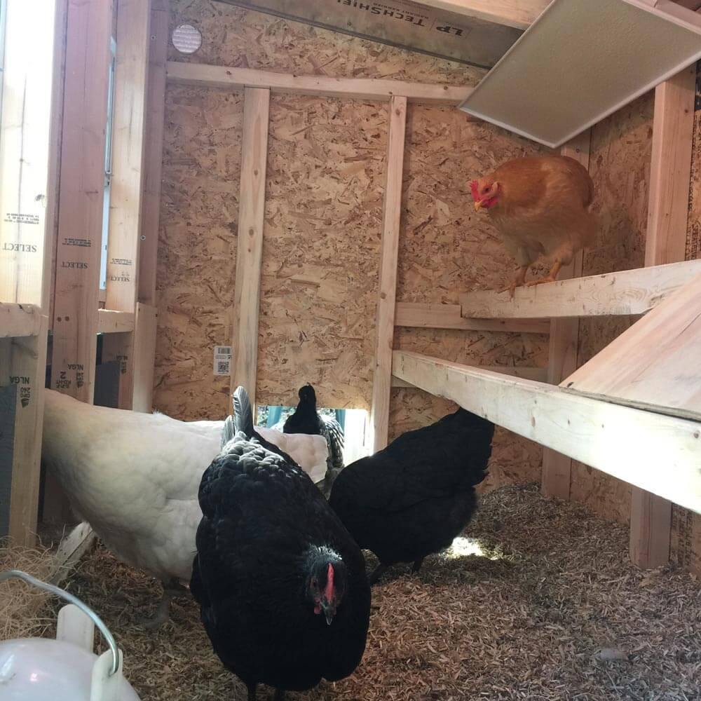 Chickens inside Medium OverEZ Chicken Coop