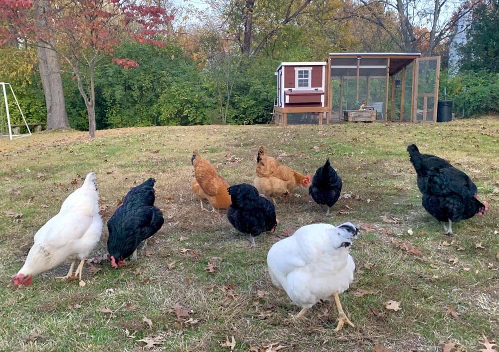 Free Range Hens outside of a Medium OverEZ Chicken Coop