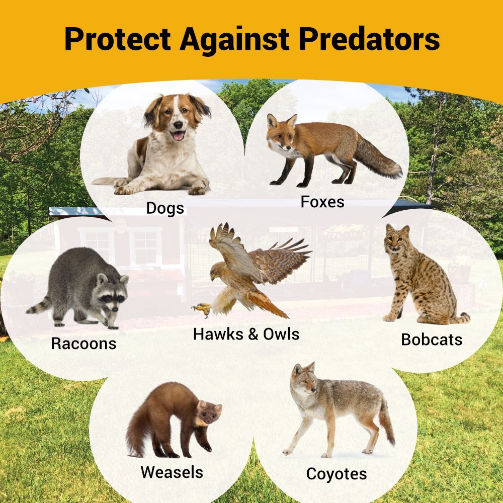 OverEZ XL Chicken Coop Protects Against Predators