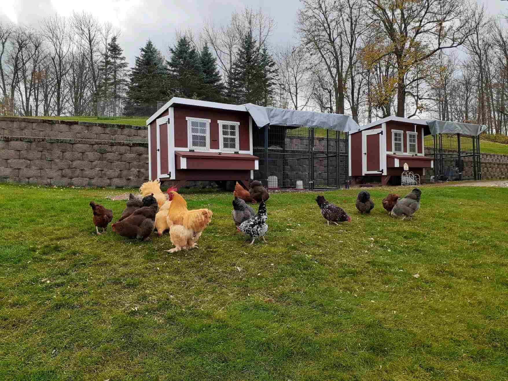Two Large OverEZ Chicken Coops with 8ft Walk-In Chicken Runs and Chickens