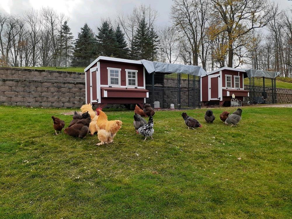 2 Large OverEZ Chicken Coops with Covered Chicken Runs